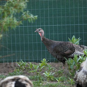 Wild_turkey_hen_X6121232_06-12-2020-001.jpg