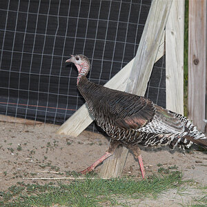Wild_turkey_hen_X6121240_06-12-2020-001.jpg