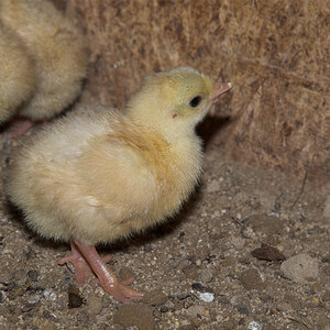 Sweetgrass_poult_X6121227_06-12-2020-001.jpg