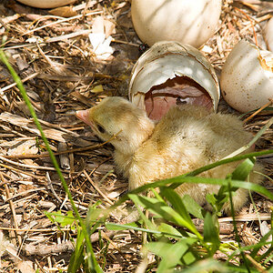 Sweetgrass_poult_X6121212_06-12-2020-001.jpg