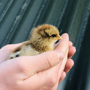 Brahma chicks