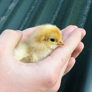 Brahma chicks