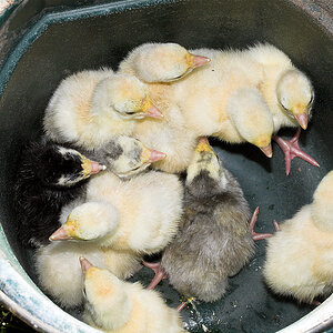 Mixed_poults_X6151282_06-15-2020-001.jpg