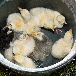 Mixed_poults_X6151283_06-15-2020-001.jpg