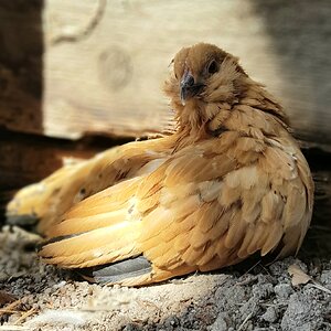 Mille Fleur d'Uccle.jpg