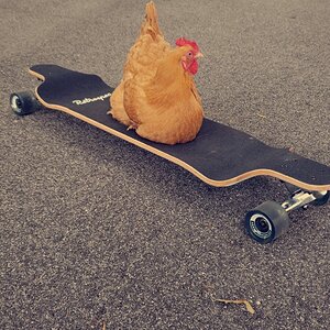 Corey on Long-board