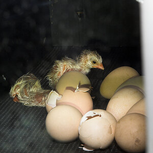 Guinea_keet_X6161299_06-16-2020-001.jpg