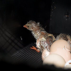 Guinea_keet_X6161304_06-16-2020-001.jpg