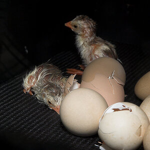 Guinea_keet_X6161306_06-16-2020-001.jpg