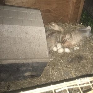 TwoDucksOnTheNest.jpg