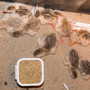 Mixed_keets_X6181307_06-18-2020-001.jpg