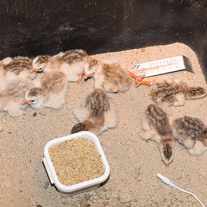 Mixed_keets_X6181308_06-18-2020-001.jpg