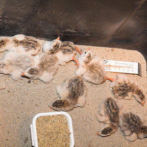 Mixed_keets_X6181309_06-18-2020-001.jpg