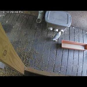 Three week old ducklings have a snack in the duck house by themselves