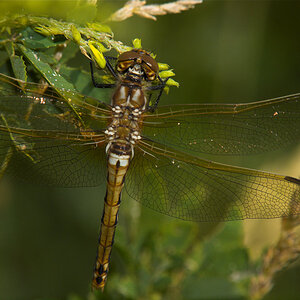 Dragonfly_X6201325_06-20-2020-001.jpg