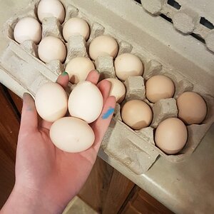 Eggs Eggs Eggs