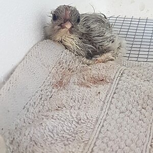 Just Hatched Splash Bantam Cochin