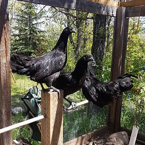 Ayam Cemani Crew