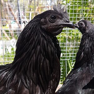 Ayam Cemani Cockerel