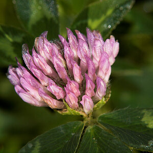 Red_clover_X6221400_06-22-2020-001.jpg