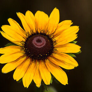 Rudbeckia_X6211382_06-21-2020-001.jpg