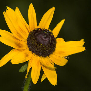 Rudbeckia_X6211383_06-21-2020-001.jpg