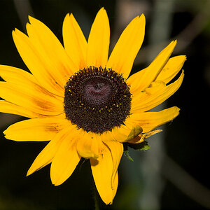 Rudbeckia_X6221411_06-22-2020-001.jpg