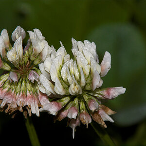 White_clover_X6221398_06-22-2020-001.jpg
