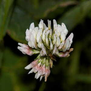 White_clover_X6221399_06-22-2020-001.jpg