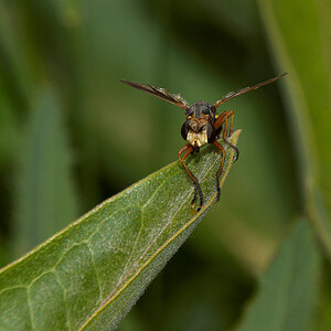 Wasp_X6211373_06-21-2020-001.jpg