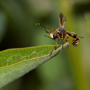 Wasp_X6211374_06-21-2020-001.jpg