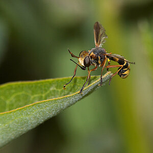 Wasp_X6211375_06-21-2020-001.jpg