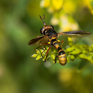 Wasp_X6211377_06-21-2020-001.jpg