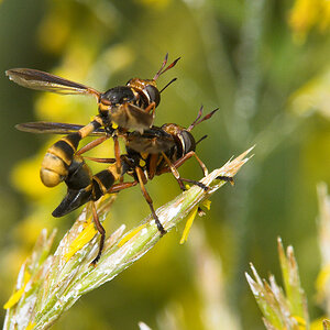 Wasp_X6211378_06-21-2020-001.jpg