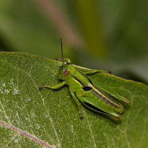 Grasshopper_X6211384_06-21-2020-001.jpg
