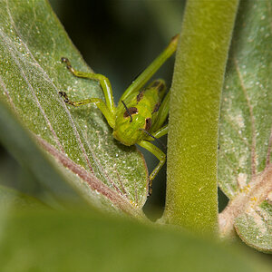 Grasshopper_X6211385_06-21-2020-001.jpg