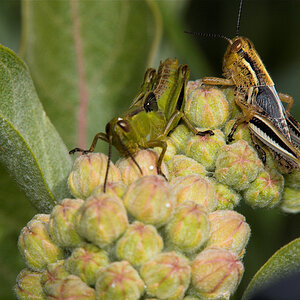 Grasshopper_X6211388_06-21-2020-001.jpg