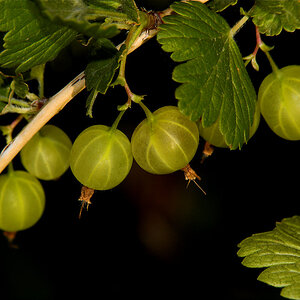 Gooseberries_X6221393_06-22-2020-001.jpg