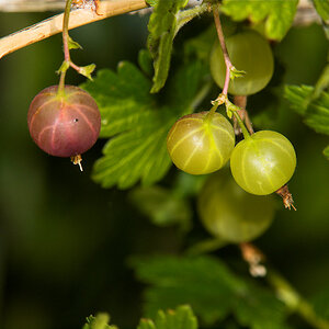 Gooseberries_X6221394_06-22-2020-001.jpg