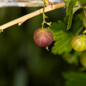 Gooseberries_X6221395_06-22-2020-001.jpg