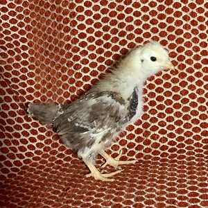 LOOKING TO BE HOMED!