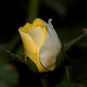 J_P_Connell_rose_X6231428_06-23-2020-001.jpg