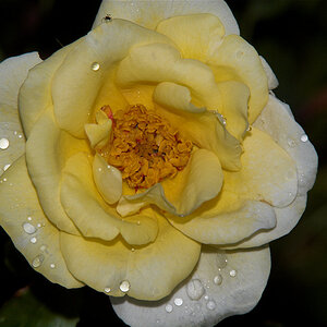 J_P_Connell_rose_X6241438_06-24-2020-001.jpg