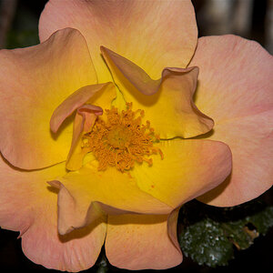 Morden_sunrise_rose_X6241466_06-24-2020-001.jpg