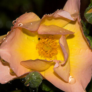 Morden_sunrise_rose_X6241467_06-24-2020-001.jpg