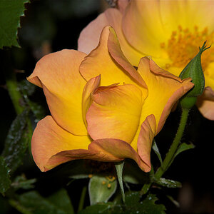 Morden_sunrise_rose_X6241469_06-24-2020-001.jpg