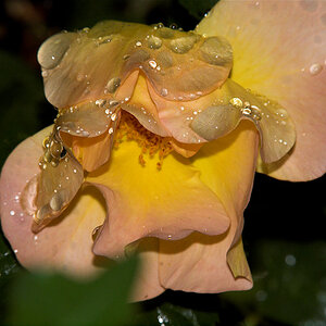 Morden_sunrise_rose_X6241470_06-24-2020-001.jpg