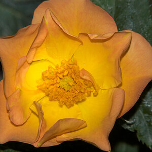 Morden_sunrise_rose_X6221412_06-22-2020-001.jpg