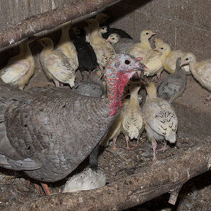Blue_slate_hen_and_poults_X6281553_06-28-2020-001.jpg