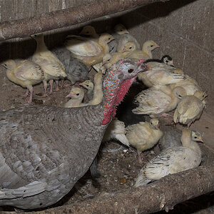 Blue_slate_hen_and_poults_X6281554_06-28-2020-001.jpg